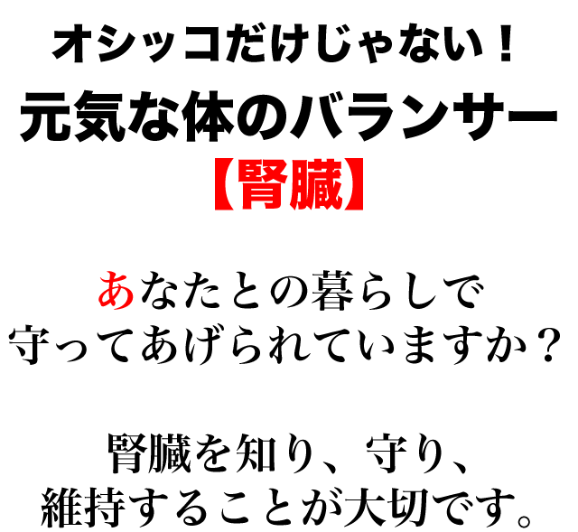 オシッコだけじゃない!元気な体のバランサー【腎臓】あなたとの暮らしで守ってあげられていますか?腎臓を知り、守り、維持することが大切です。