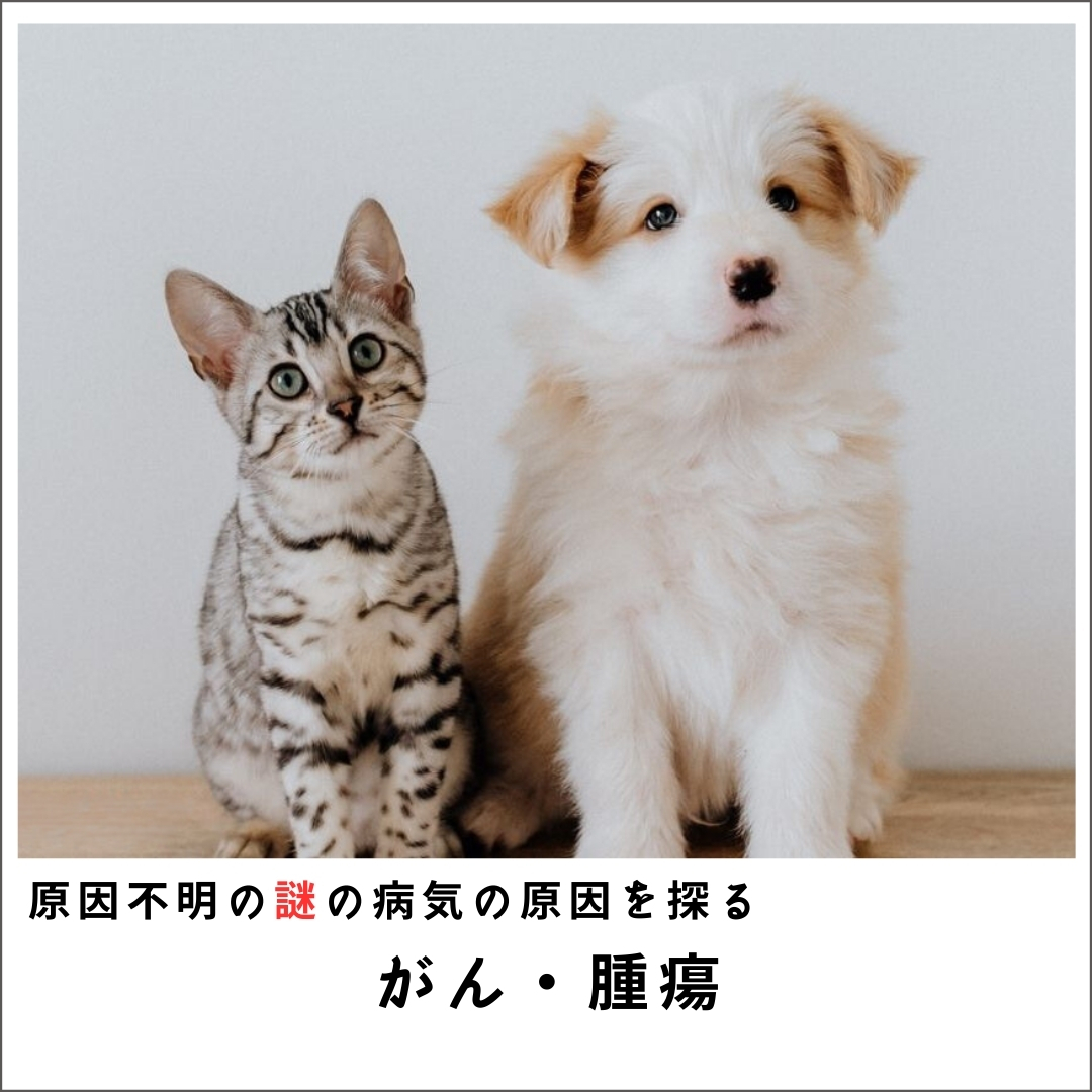 愛犬・愛猫の原因不明の謎の病気の原因を探るセミナー2015 ガン腫瘍編  DVD