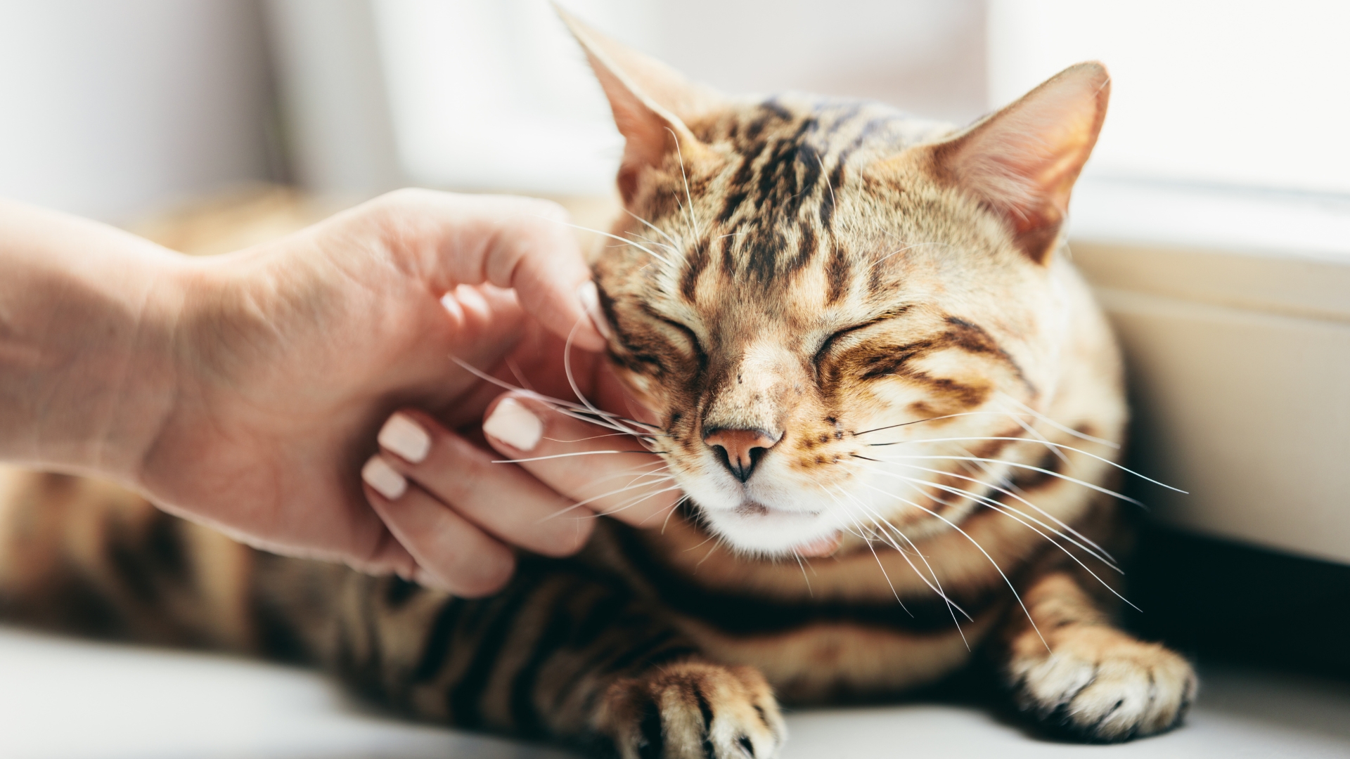 がんばる飼い主さんを応援する 犬猫の薬膳セミナー